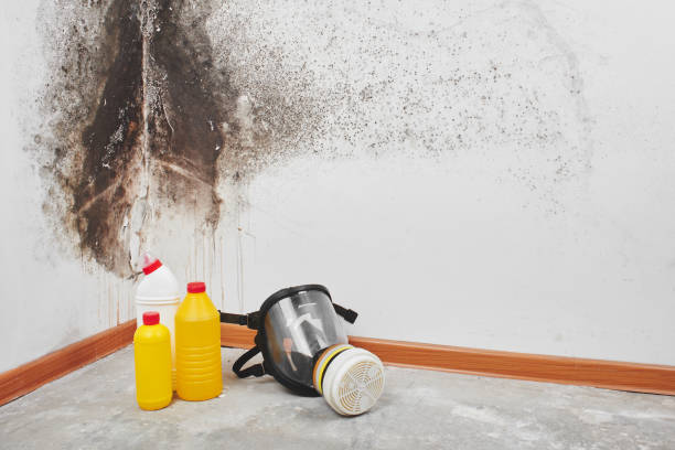 Professional Mold Removal in Naples, TX
