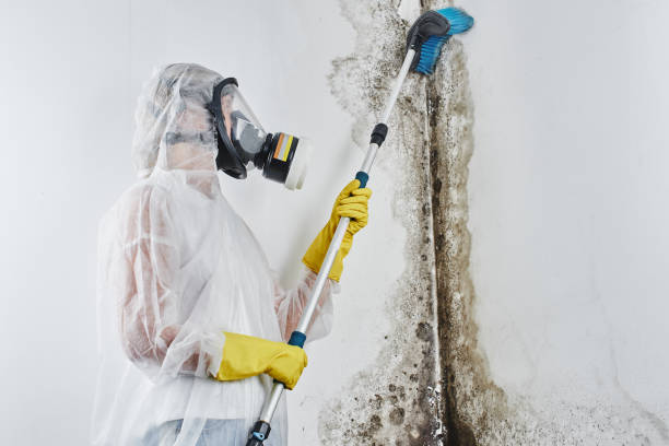Best Mold Remediation  in Naples, TX