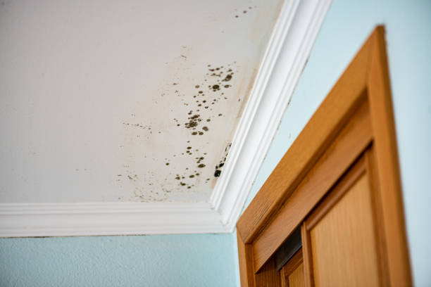 Best Emergency Mold Removal  in Naples, TX