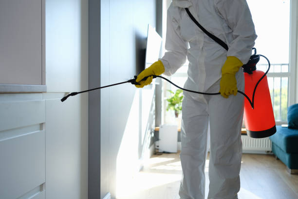 Best Attic Mold Removal  in Naples, TX