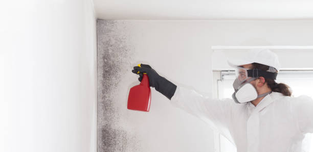 Best Home Mold Removal  in Naples, TX