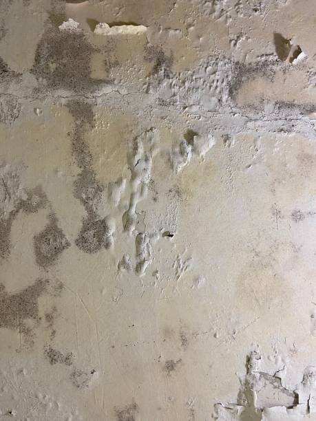 Best Best Mold Removal Companies  in Naples, TX