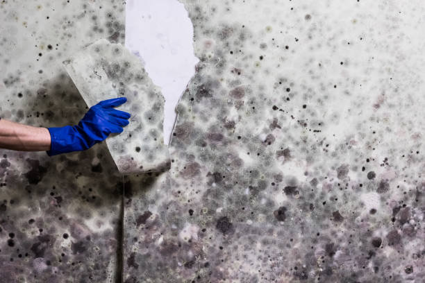 Best Mold Removal Near Me  in Naples, TX