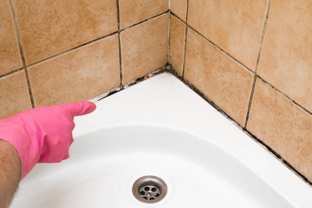 Best Commercial Mold Removal  in Naples, TX